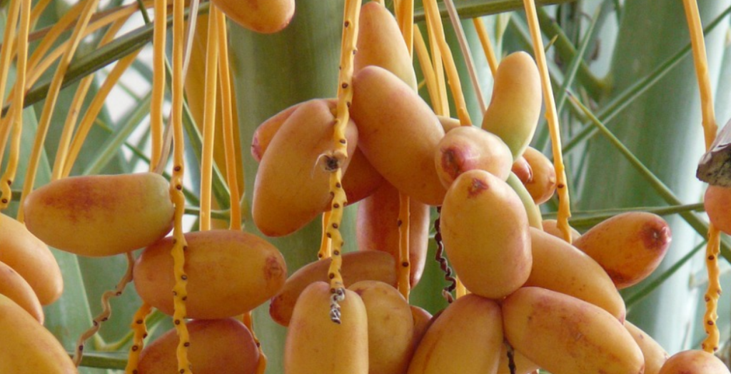 Penjelasan Ilmiah Kenapa Kurma Menyehatkan untuk Dikonsumsi Saat Berbuka dan Sahur